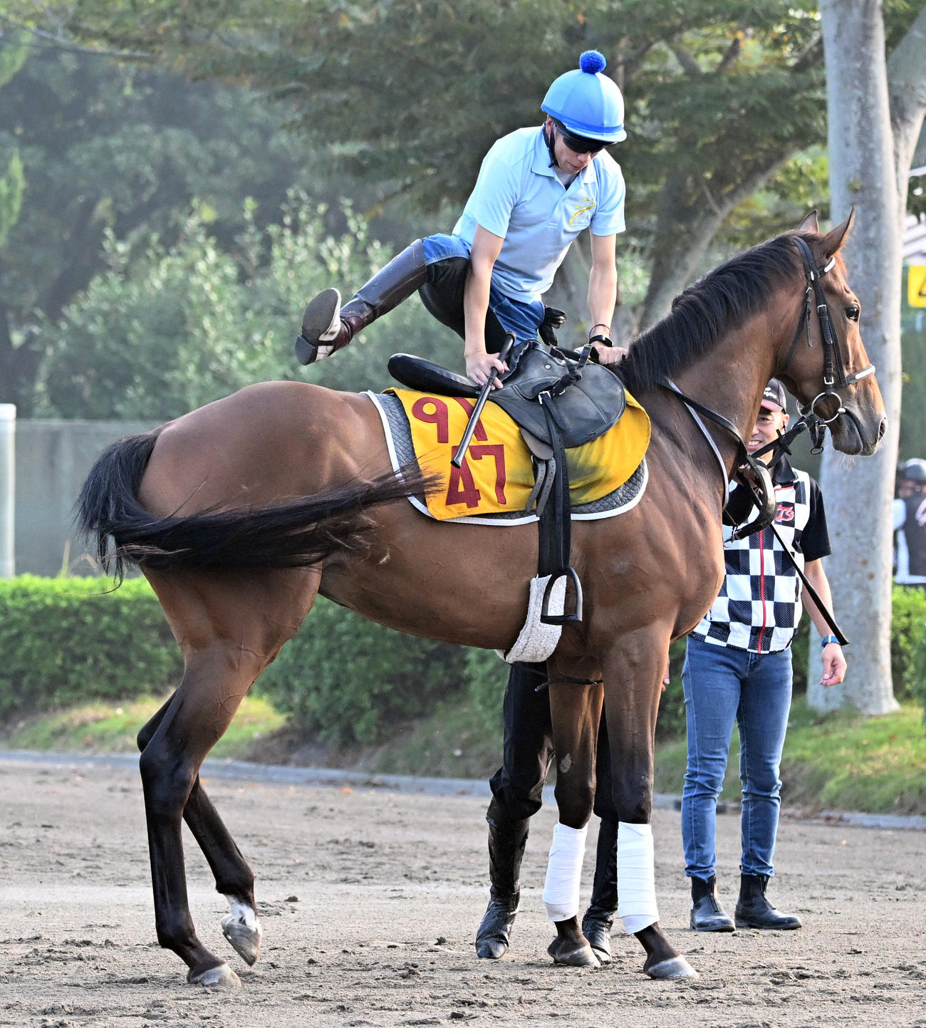 ホーエリートに乗馬する横山武騎手（撮影・千葉一成）