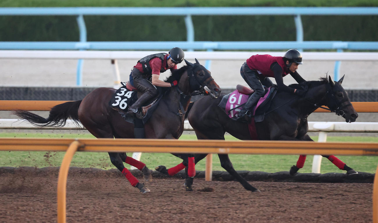Cウッドを併せ馬で追い切るデルアヴァー（左）（撮影・白石智彦）