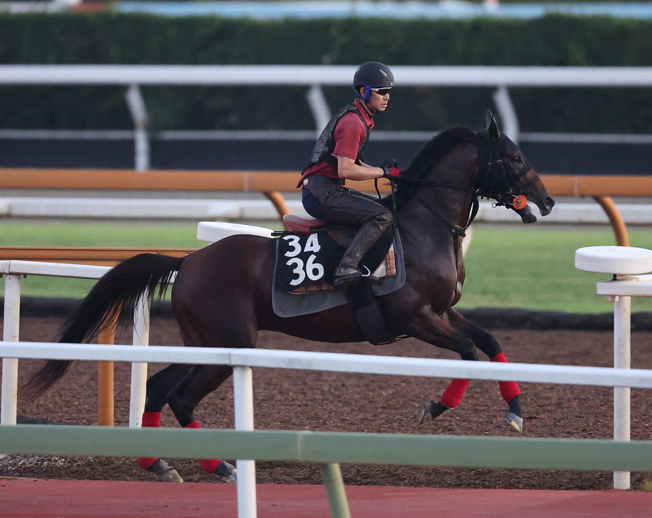馬場入りするデルアヴァー（撮影・白石智彦）