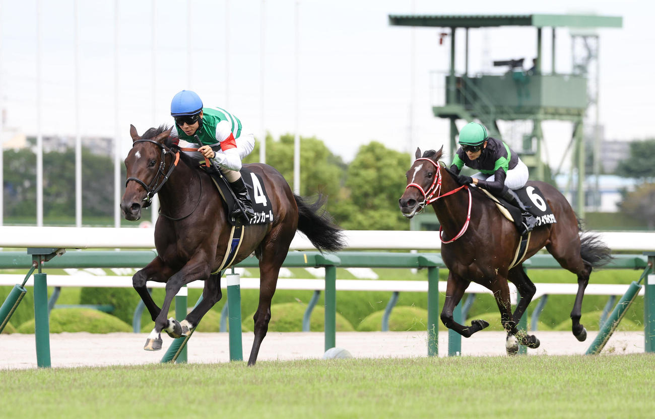 阪神8R、直線抜け出して野路菊Sを快勝したアランカール（左）（撮影・白石智彦）
