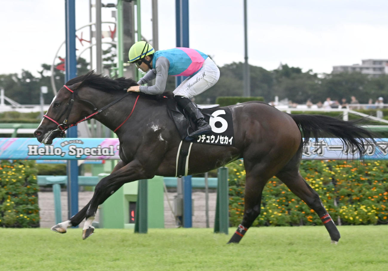 中山9R、カンナSを制したウチュウノセカイと原騎手（撮影・千葉一成）