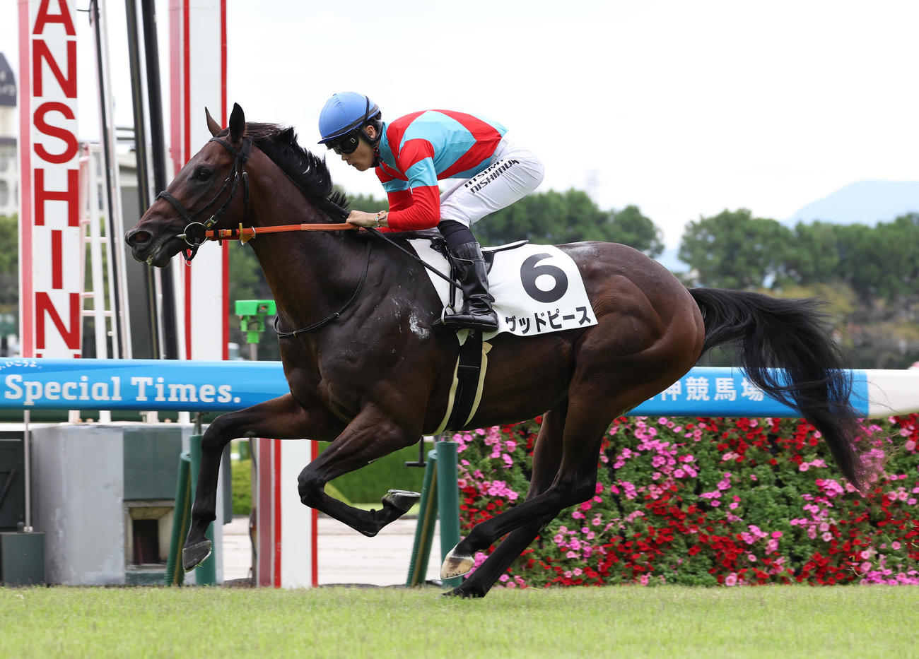 阪神5R、直線抜け出して新馬戦を制したグッドピース（撮影・白石智彦）