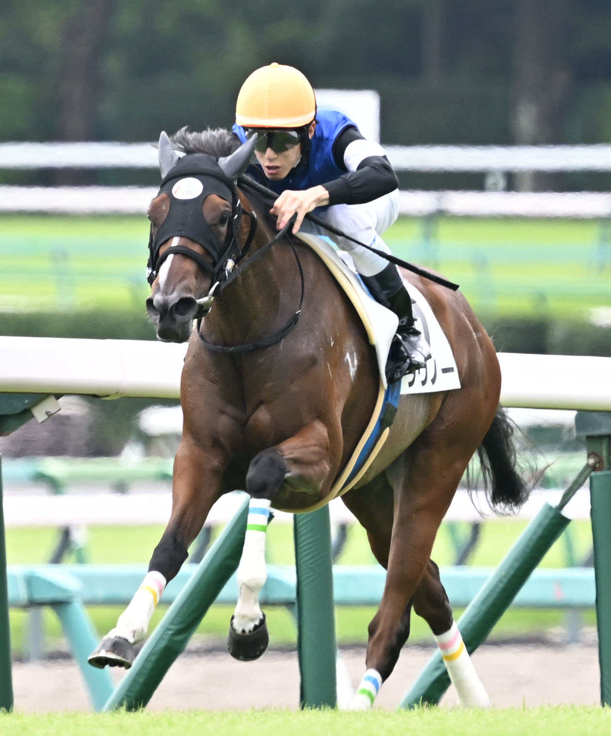 中山4R、2歳新馬戦を制したラヴノーと津村騎手（撮影・千葉一成）