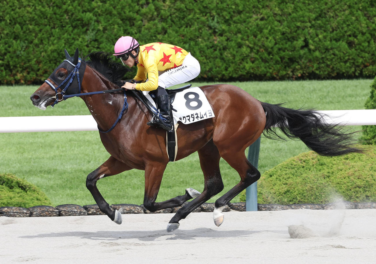 阪神6R、直線抜け出して新馬戦を快勝したボクマダネムイヨ（撮影・白石智彦）