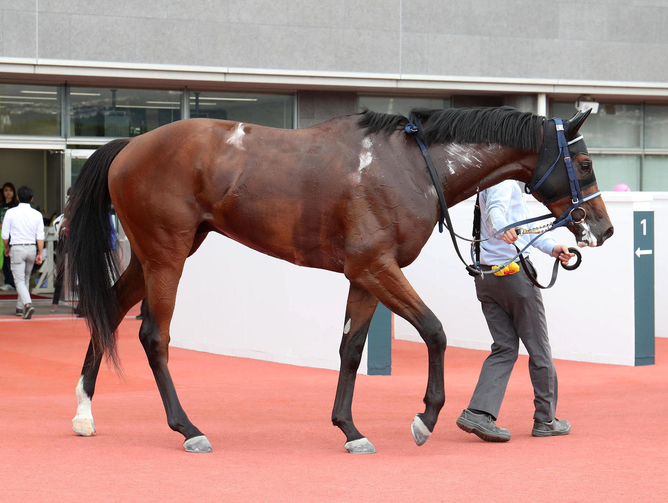 阪神6R、新馬戦を快勝したボクマダネムイヨ（撮影・白石智彦）
