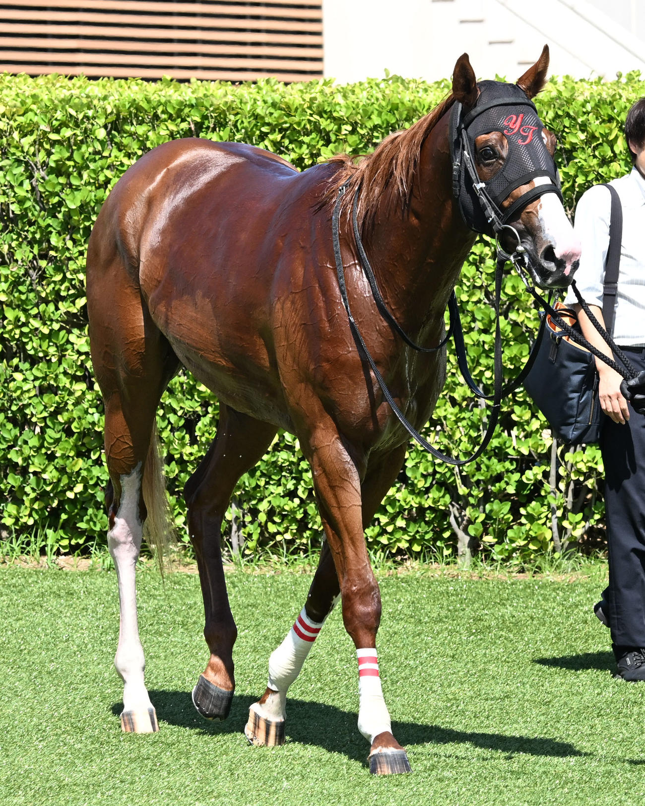 中山4R、2歳新馬戦を岩田望騎手で制したナリノシャーウッド（撮影・千葉一成）