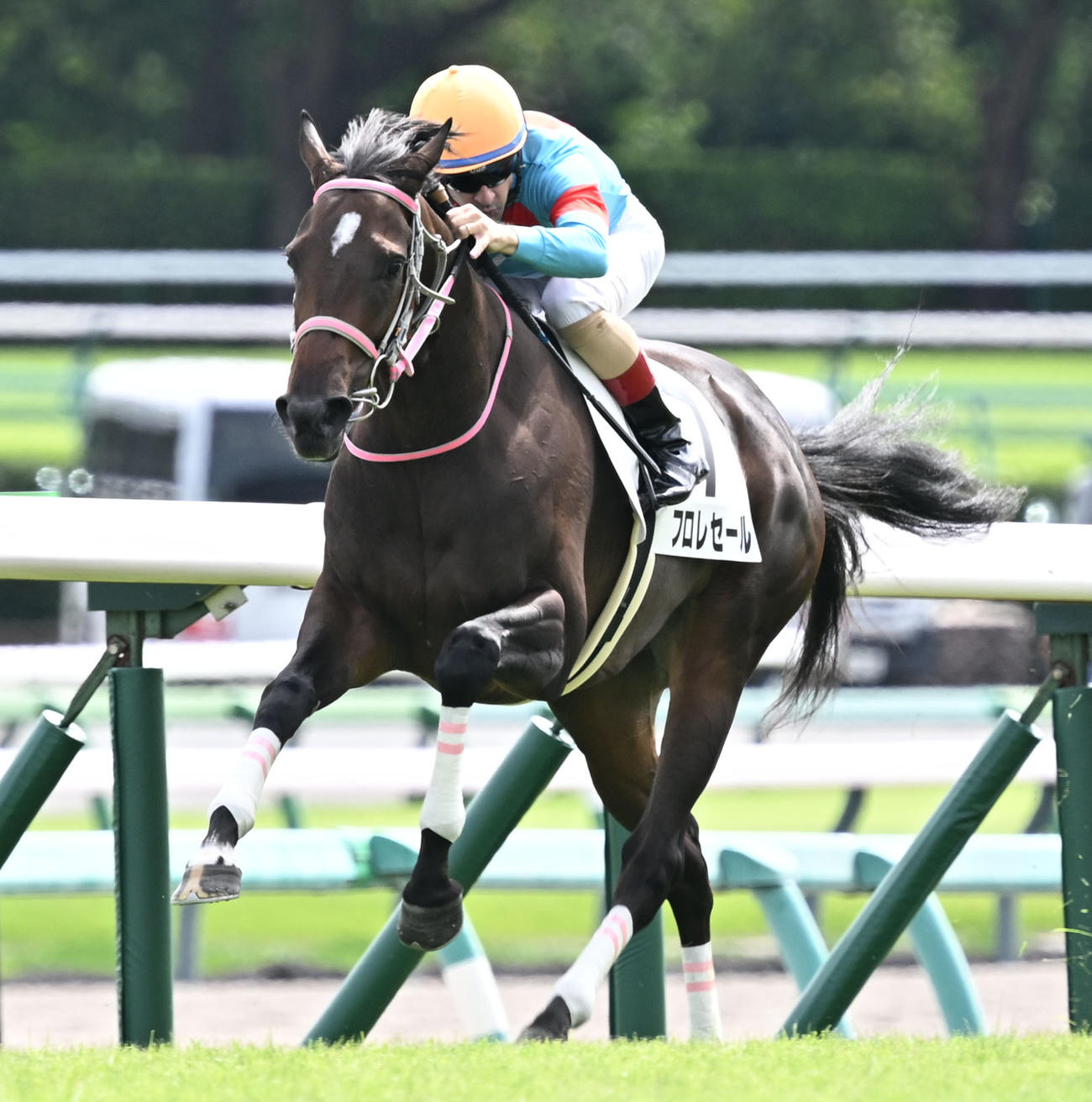 中山5R、2歳新馬戦を制したフロレセールとルメール騎手（撮影・千葉一成）