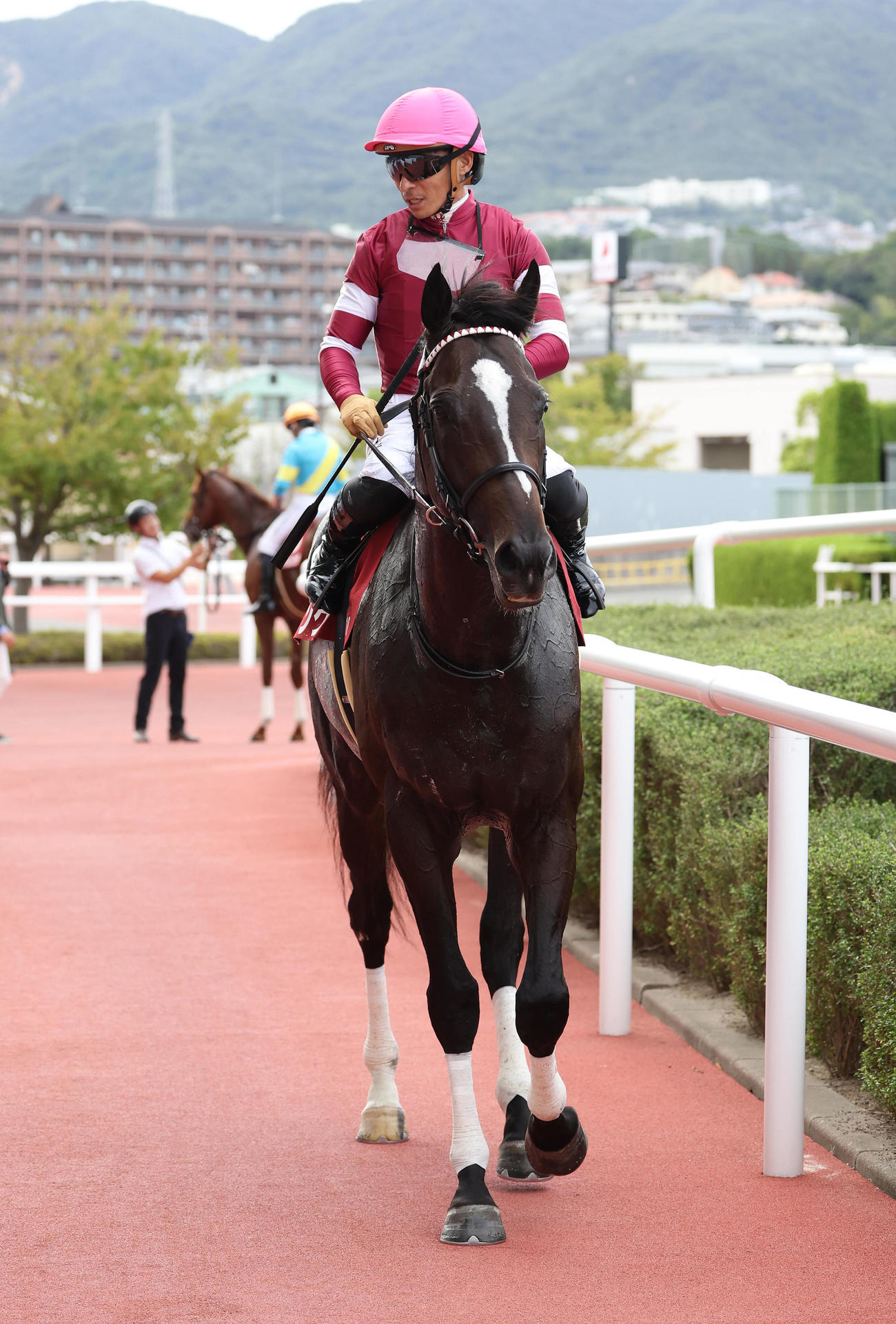 阪神11R、神戸新聞杯を制したエリキング（撮影・白石智彦）