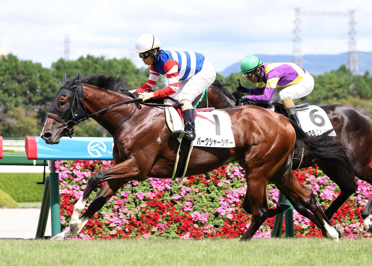 阪神5R、コスモフィレンツェ（奥）を差し切って新馬戦を制したバークシャーシチー（撮影・白石智彦）