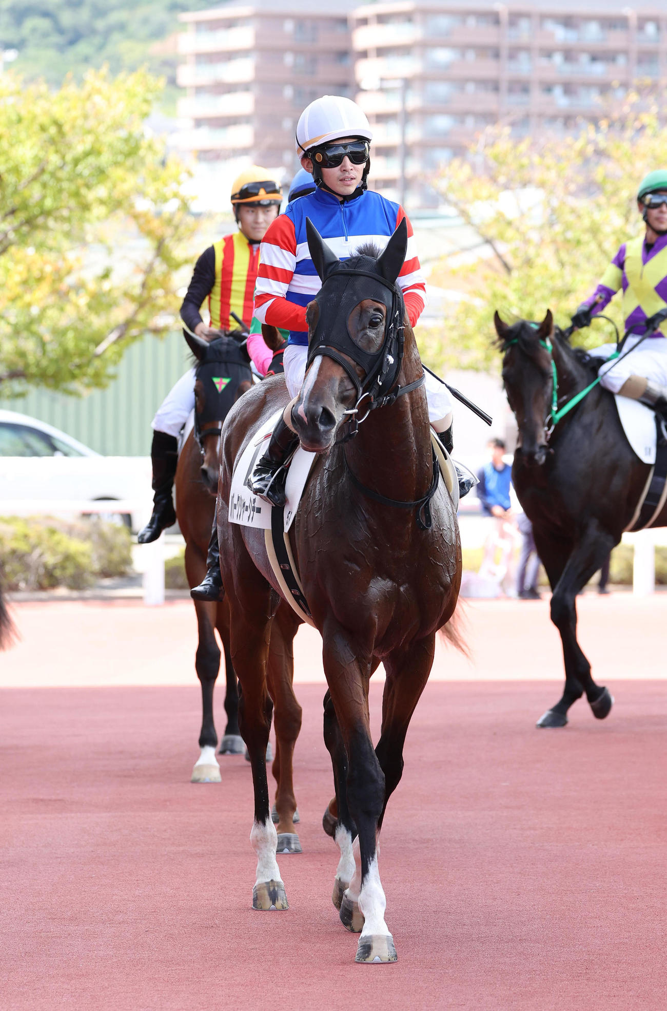阪神5R、新馬戦を制したバークシャーシチー（撮影・白石智彦）