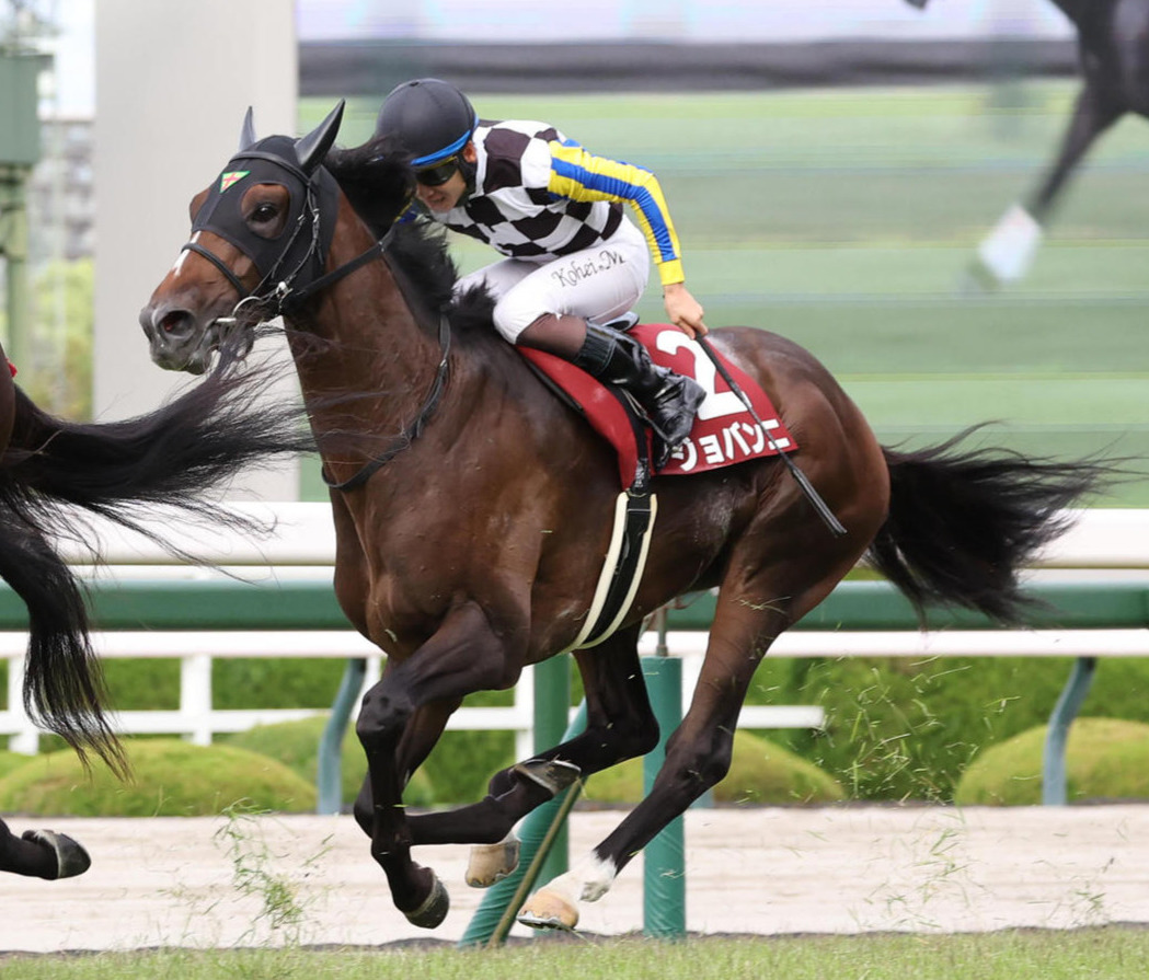 神戸新聞杯3着のジョバンニ（撮影・白石智彦）