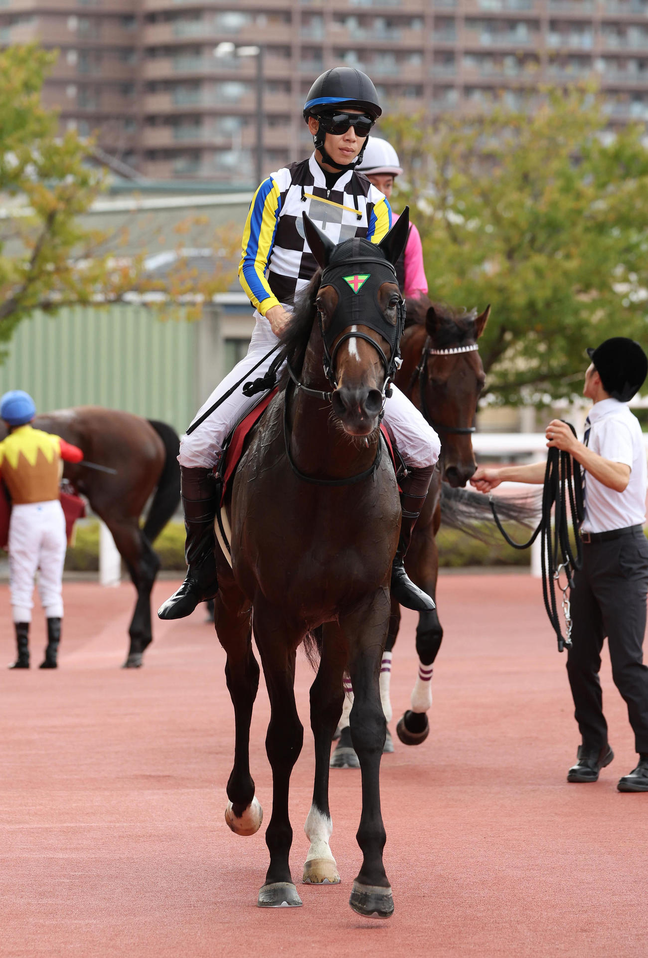 阪神11R神戸新聞杯、3着に入り菊花賞の優先出走権を獲得したジョバンニ（撮影・白石智彦）