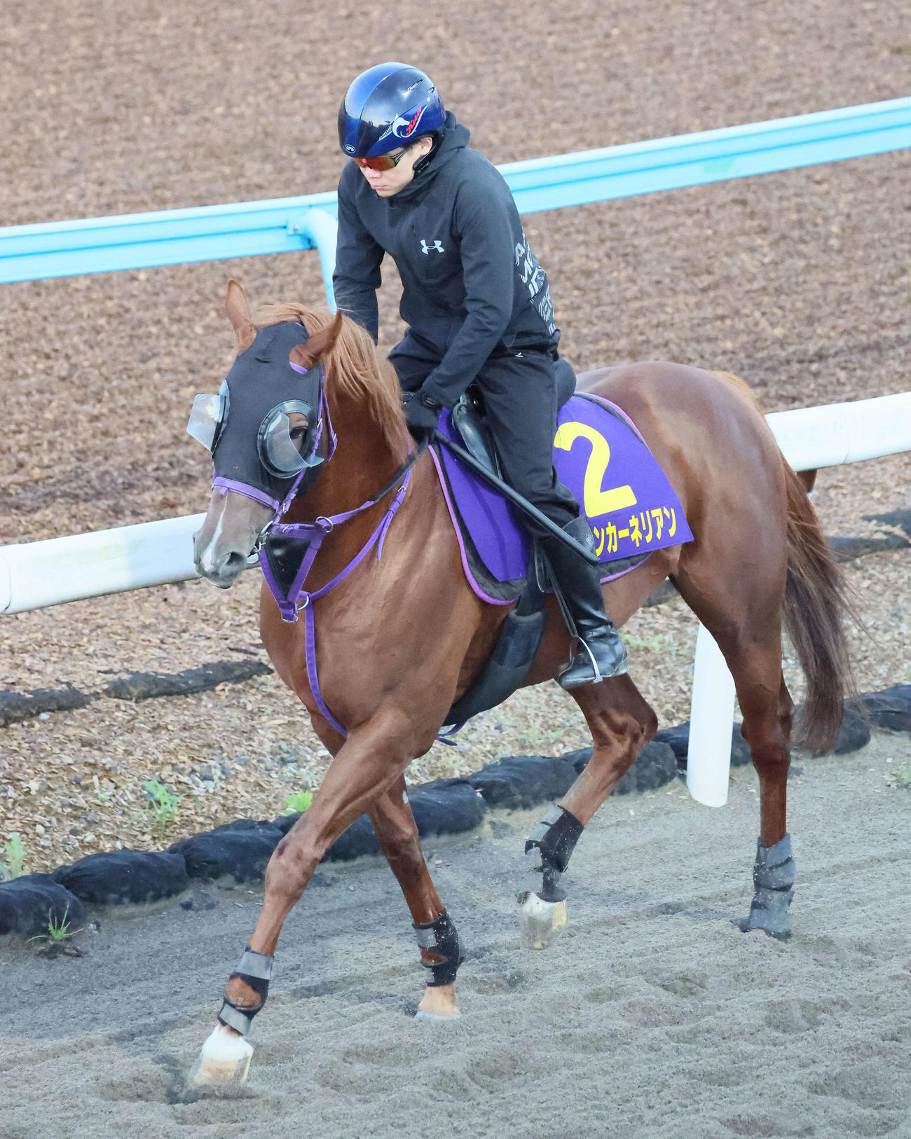 ダートコースで運動するウインカーネリアンと三浦騎手（撮影・丹羽敏通）