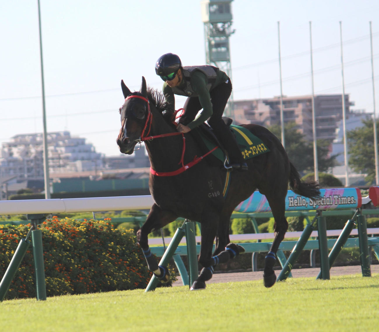 中山芝コースで追い切られたラッキースワイネス（撮影・深田雄智）