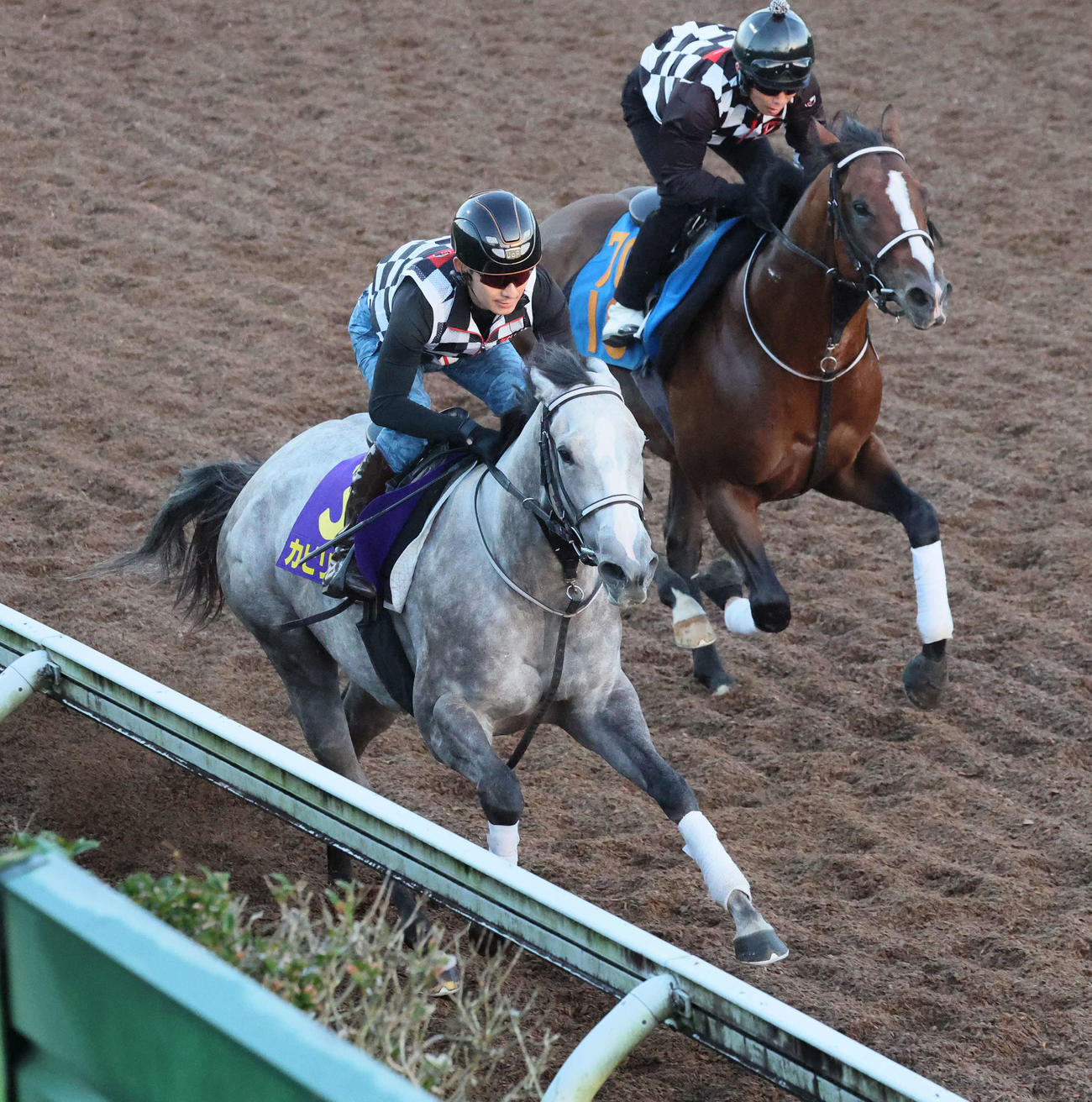 カピリナ（左）は美浦坂路でジャスリーと併せて追い切られた（撮影・丹羽敏通）