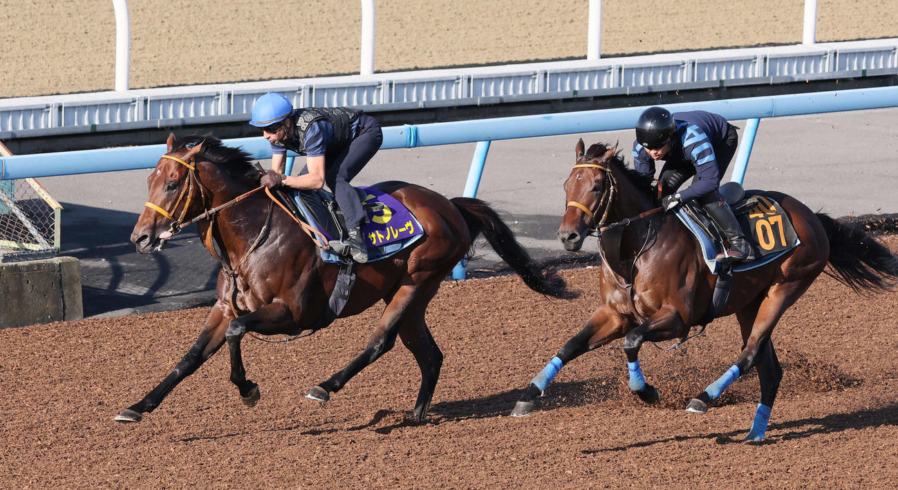 サトノレーヴ（左）はモレイラ騎手を背に美浦ウッドでアパッシメントと併せて追い切る（撮影・丹羽敏通）