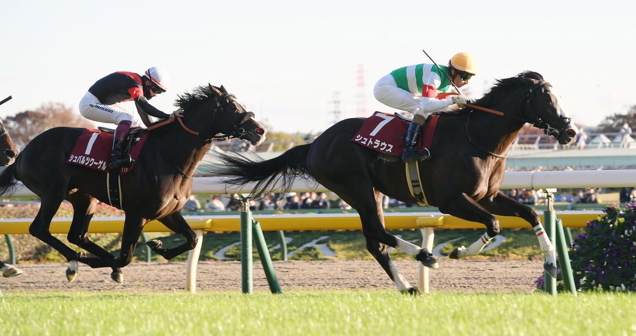 東京スポーツ杯2歳Sを制したシュトラウスとモレイラ騎手（2023年11月18日撮影）