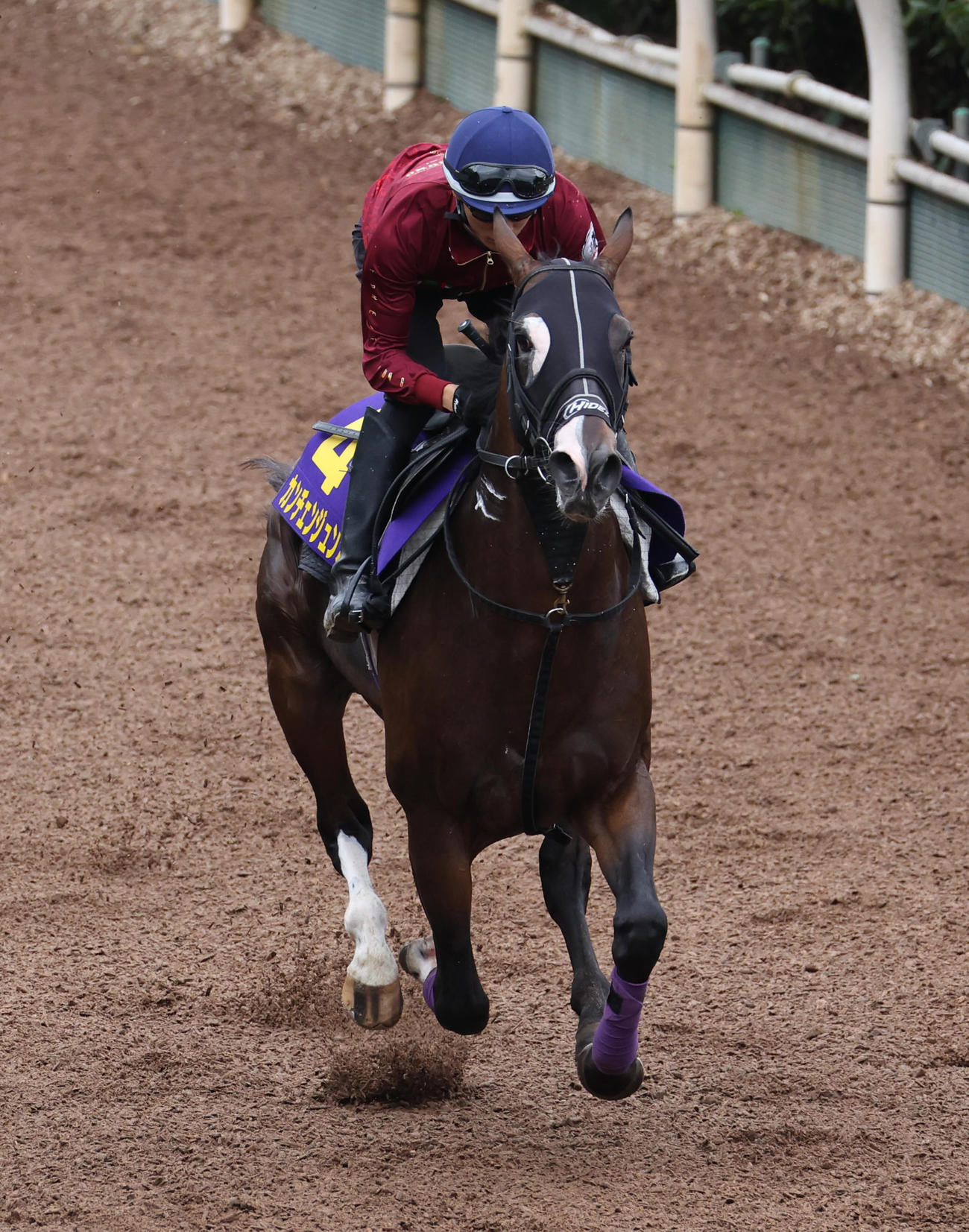 坂井瑠星騎手を背に坂路を単走で追いきるカンチェンジュンガ