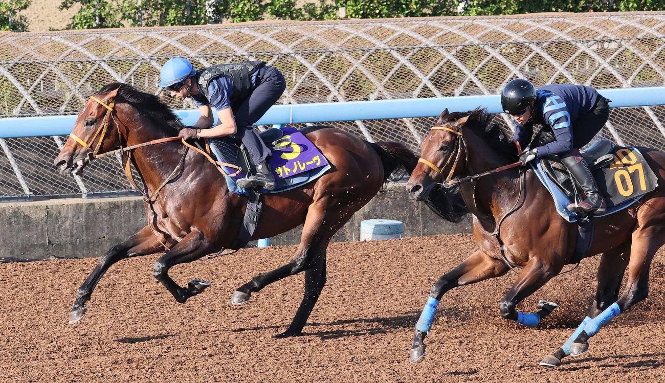 サトノレーヴ（左）はモレイラ騎手を背に美浦ウッドでアパッシメントと併せて追い切られた（撮影・丹羽敏通）