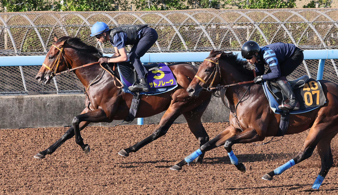 サトノレーヴ（左）はモレイラ騎手を背に美浦ウッドでアパッシメントと併せて追い切られた（撮影・丹羽敏通）