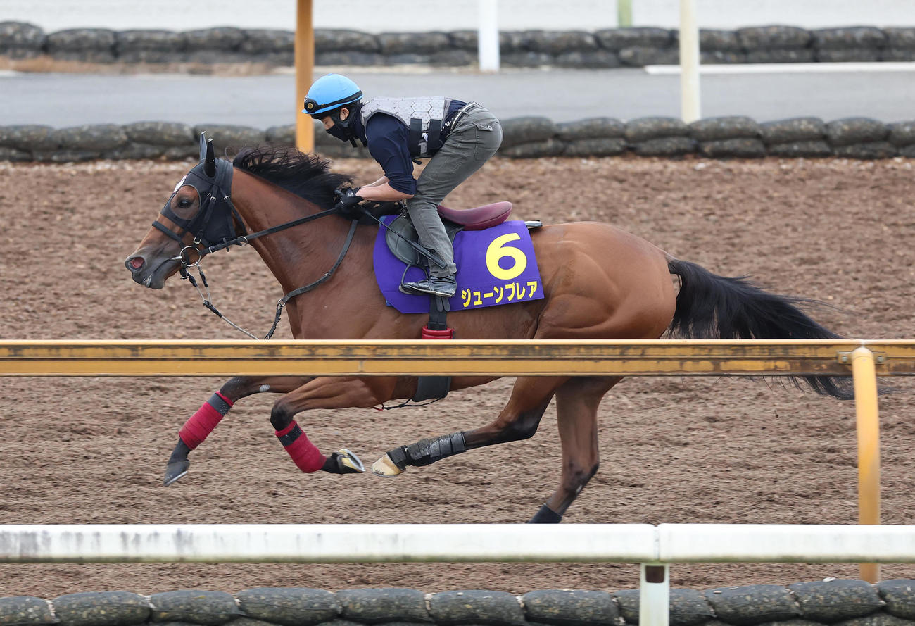 高倉騎手を背にCウッドを単走で追い切るジューンブレア（撮影・白石智彦）