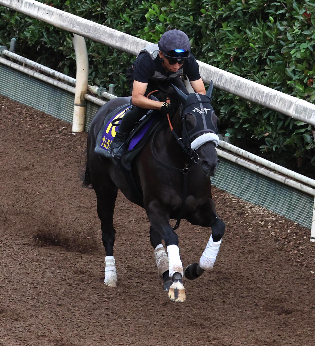 坂路を単走で追い切るナムラクレア
