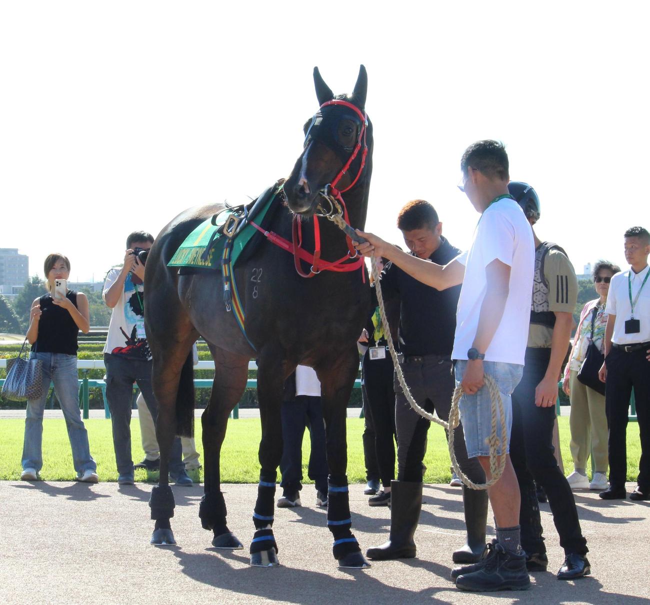 木曜に中山の芝コースを運動した後のラッキースワイネス（撮影・深田雄智）