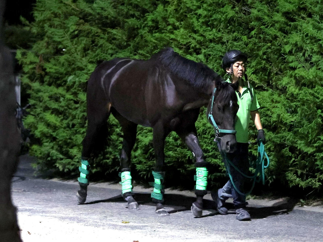 厩舎周りで運動するルガル（撮影・白石智彦）