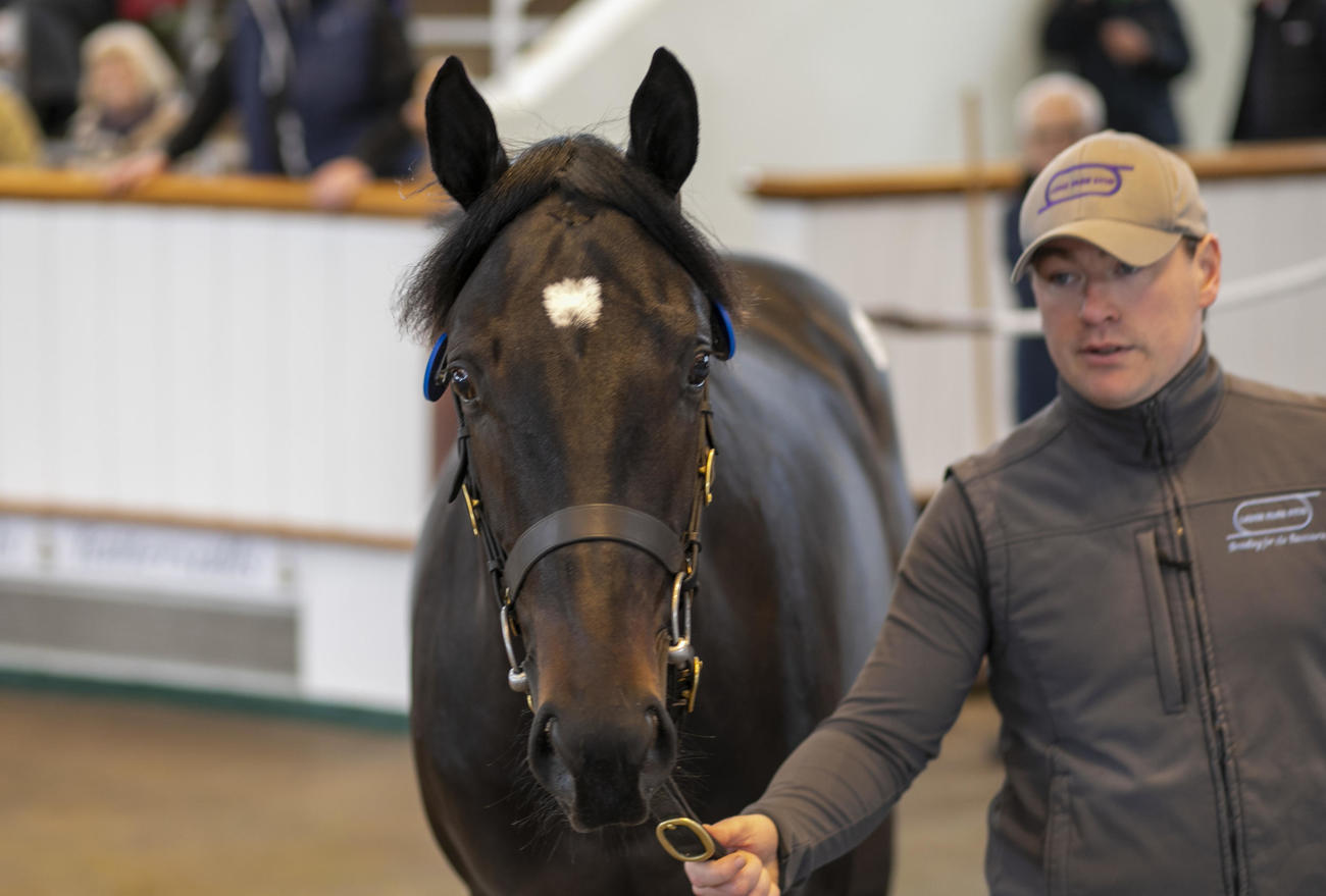 24年のタタソールズ10月1歳セールで落札されたポーカー（C）Tattersalls