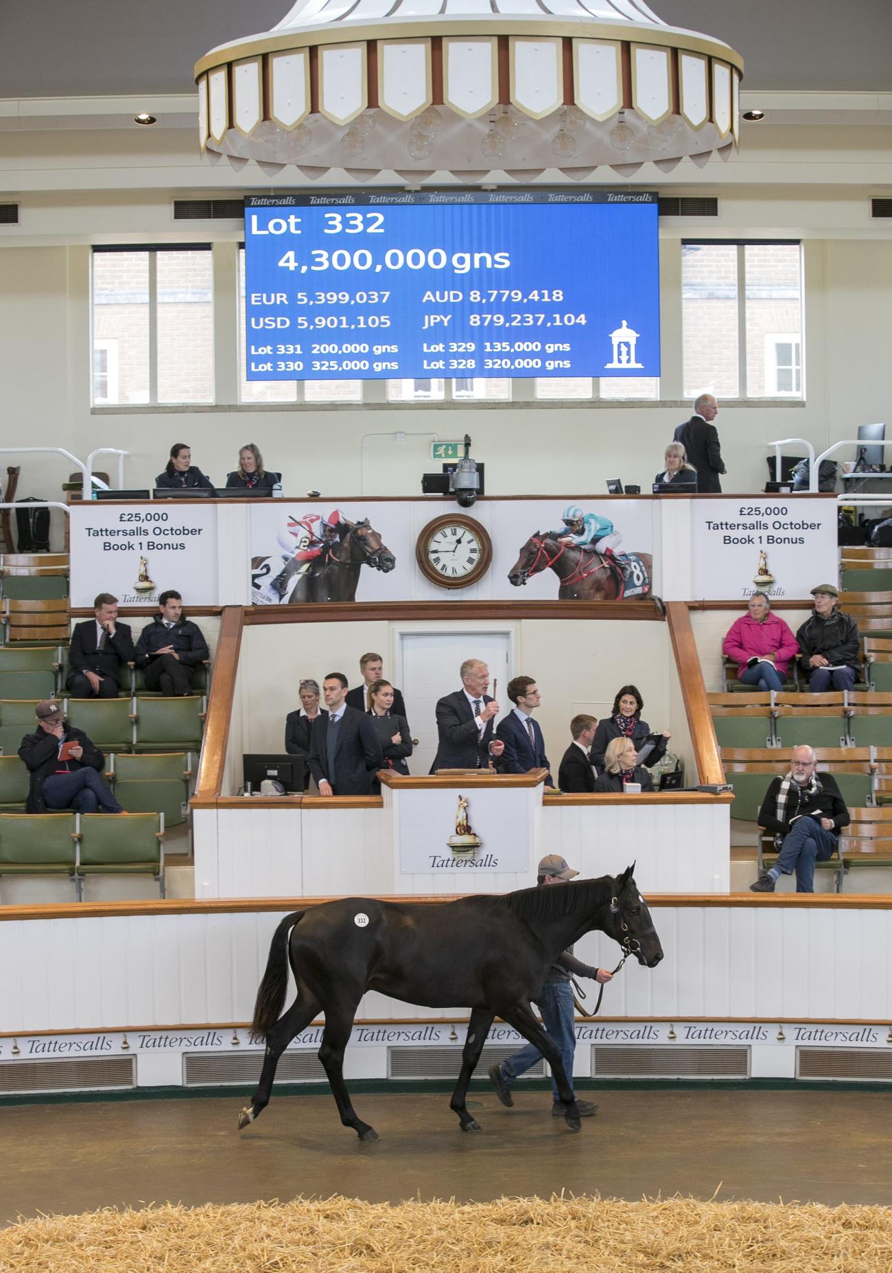 24年のタタソールズ10月1歳セールで落札されたポーカー（C）Tattersalls24年のタタソールズ10月1歳セールで落札されたポーカー（C）Tattersalls