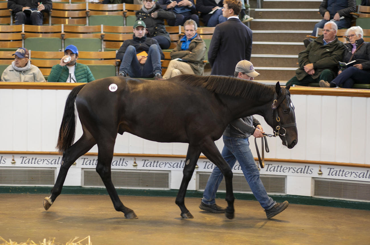 24年のタタソールズ10月1歳セールで落札されたポーカー（C）Tattersalls