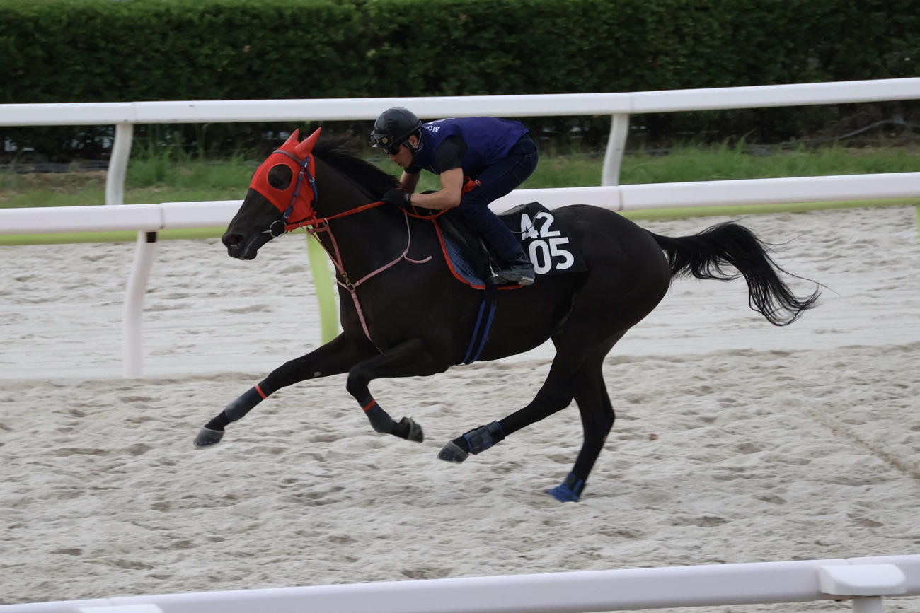 ジャパンダートクラシックに向けて1週前追い切りを行うナイトオブファイア