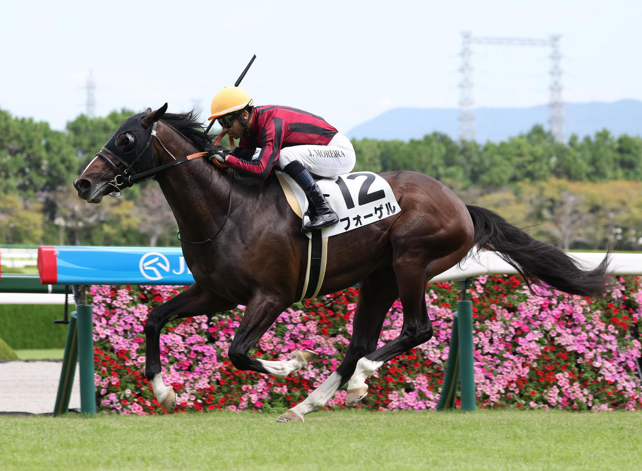 阪神3R、2歳未勝利を勝ち上がったフォーゲル（撮影・白石智彦）