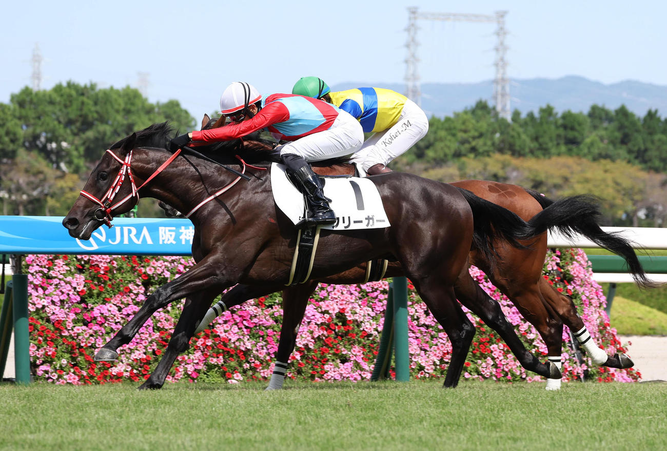 阪神5R、エアビーアゲイル（奥）を差し切って新馬戦を制したフリーガー（撮影・白石智彦）