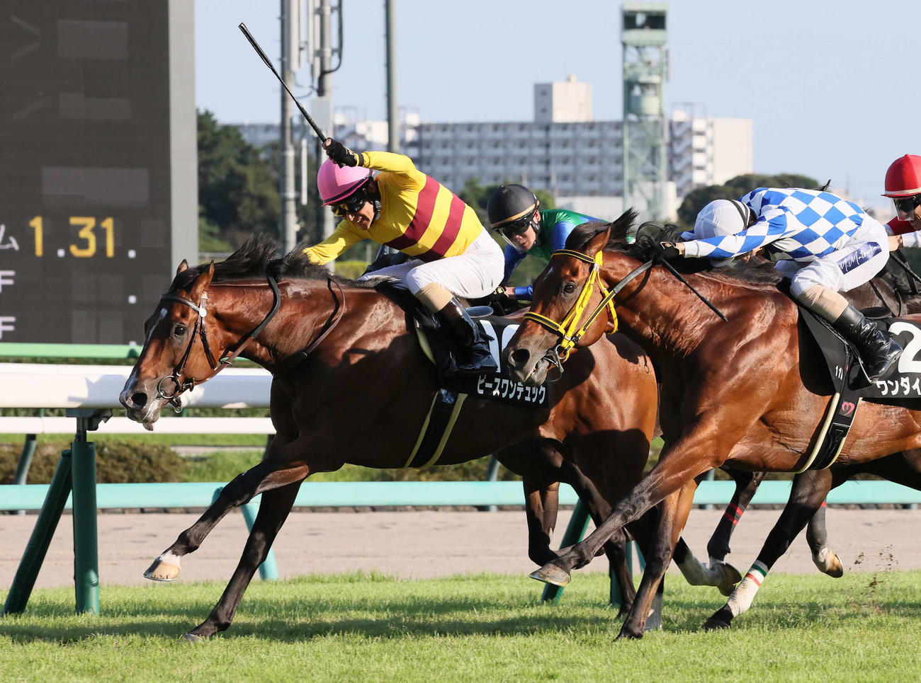 秋風Sを制したピースワンデュックと柴田善騎手（奥）。手前は2着ワンダイレクト（撮影・丹羽敏通）