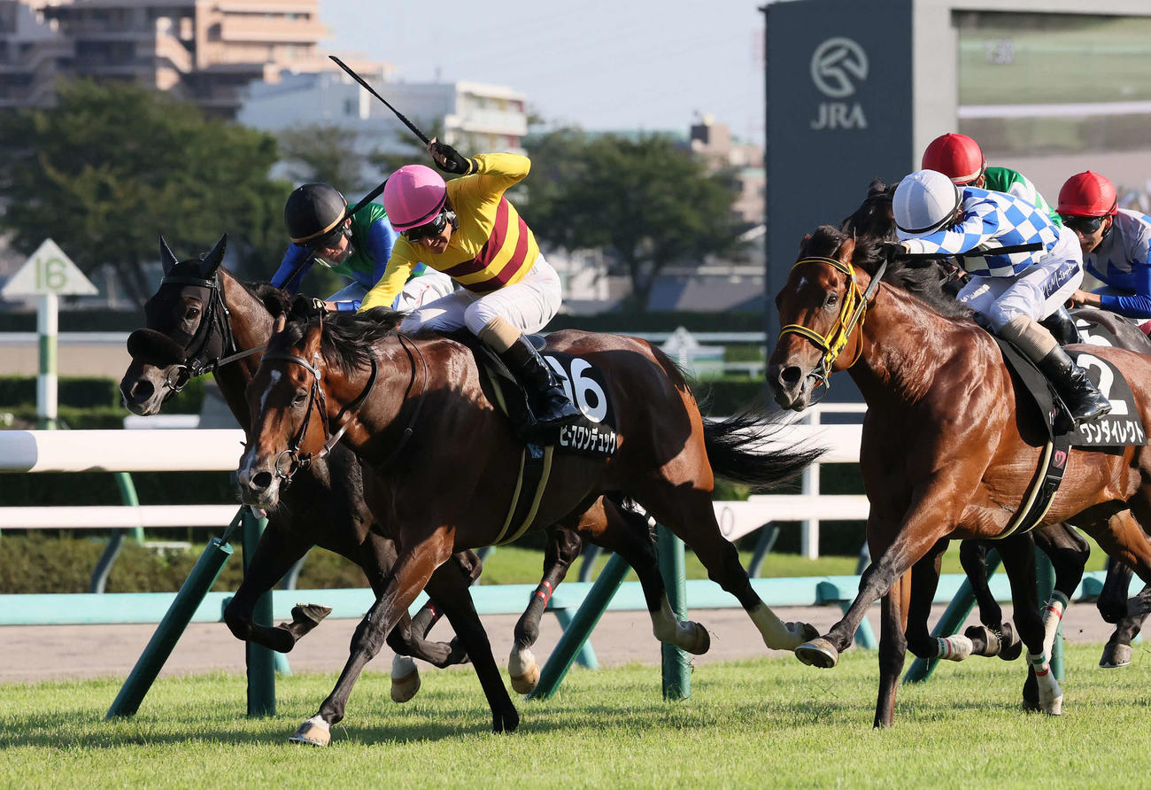 秋風Sを制したピースワンデュックと柴田善騎手（中央）。右は2着ワンダイレクト（撮影・丹羽敏通）