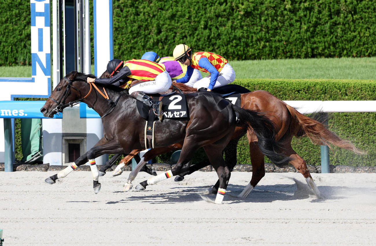 阪神9R、ゴール前差し切ってヤマボウシ賞を制したペルセア（撮影・白石智彦）