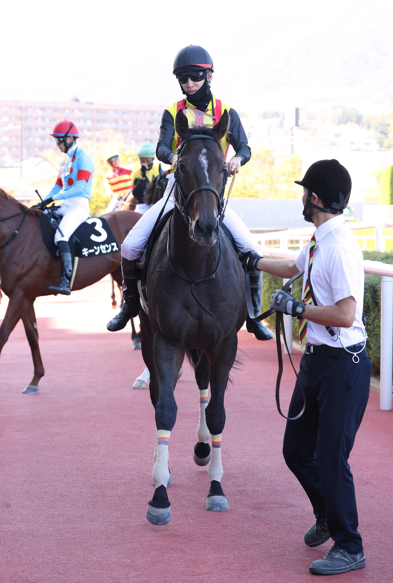 阪神9R、ヤマボウシ賞を制したペルセア（撮影・白石智彦）