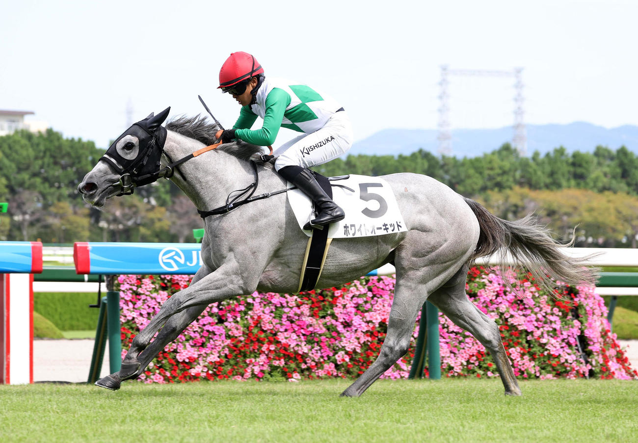 阪神4R、直線抜け出して新馬戦を制したホワイトオーキッド（撮影・白石智彦）