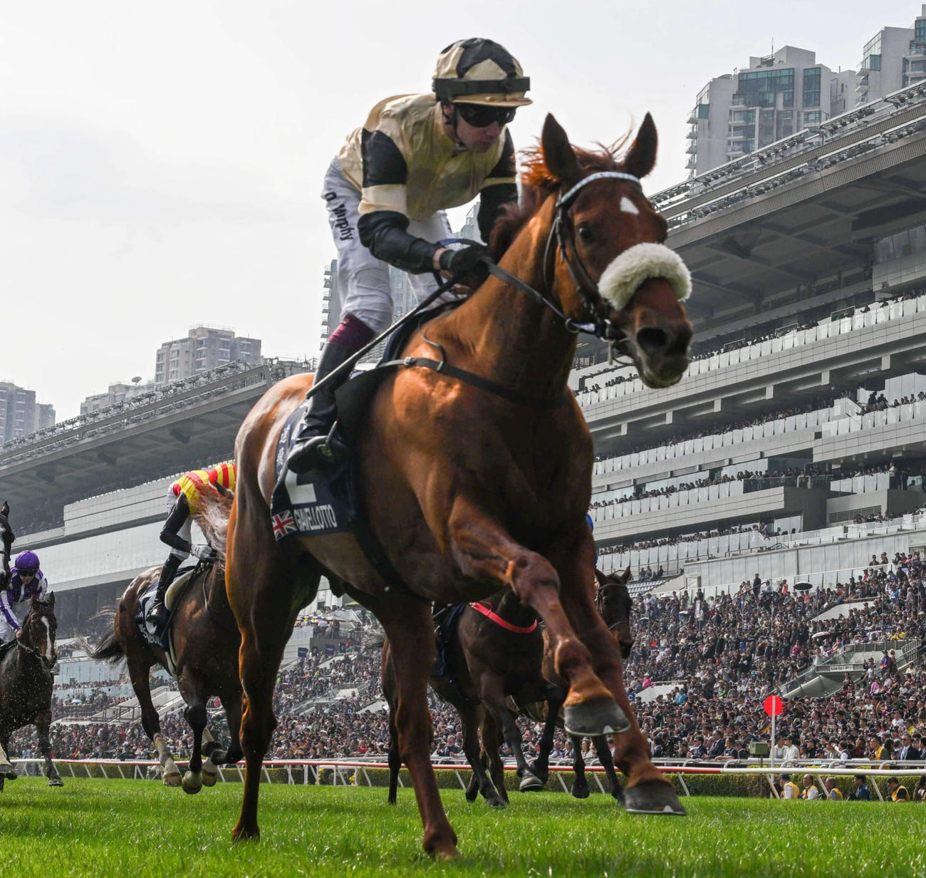 ジアヴェロット（C）The　Hong　Kong　Jockey　Club