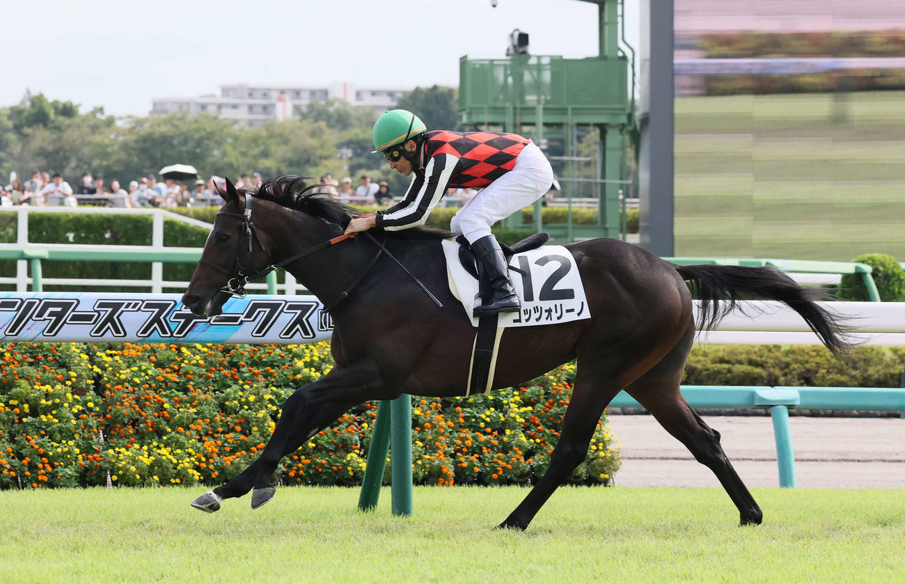 中山3R、2歳未勝利戦を制したコッツォリーノと横山典騎手（撮影・丹羽敏通）