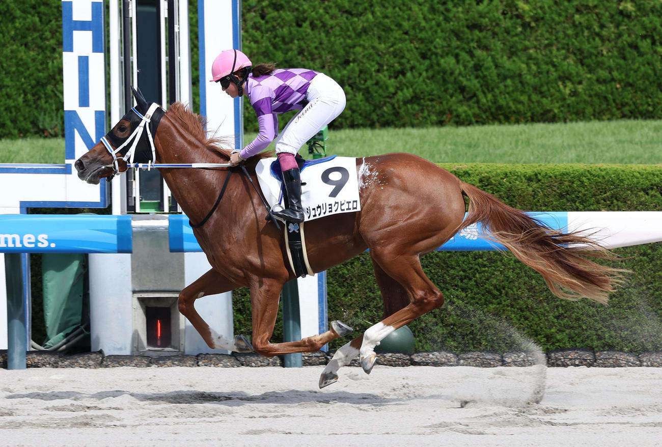 阪神4R、今村騎手を背に新馬戦を快勝したジュウリョクピエロ（撮影・白石智彦）