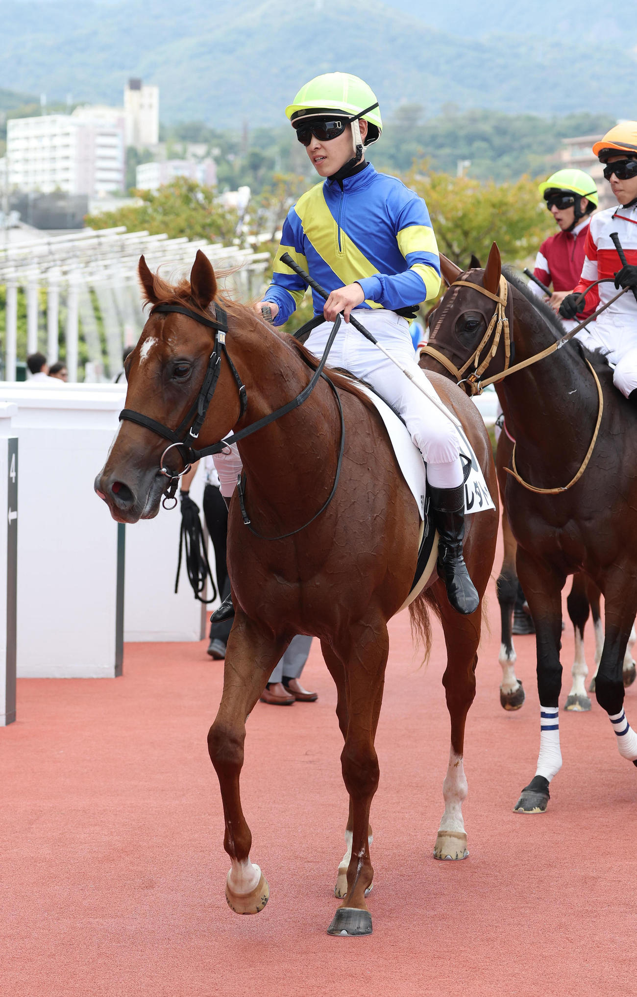 阪神5R、新馬戦を制したプレダトゥール（撮影・白石智彦）