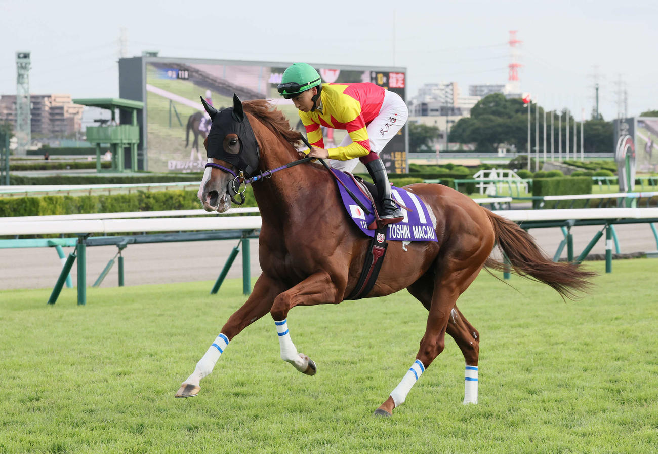 スプリンターズSで10着のトウシンマカオ（2025年9月28日撮影）
