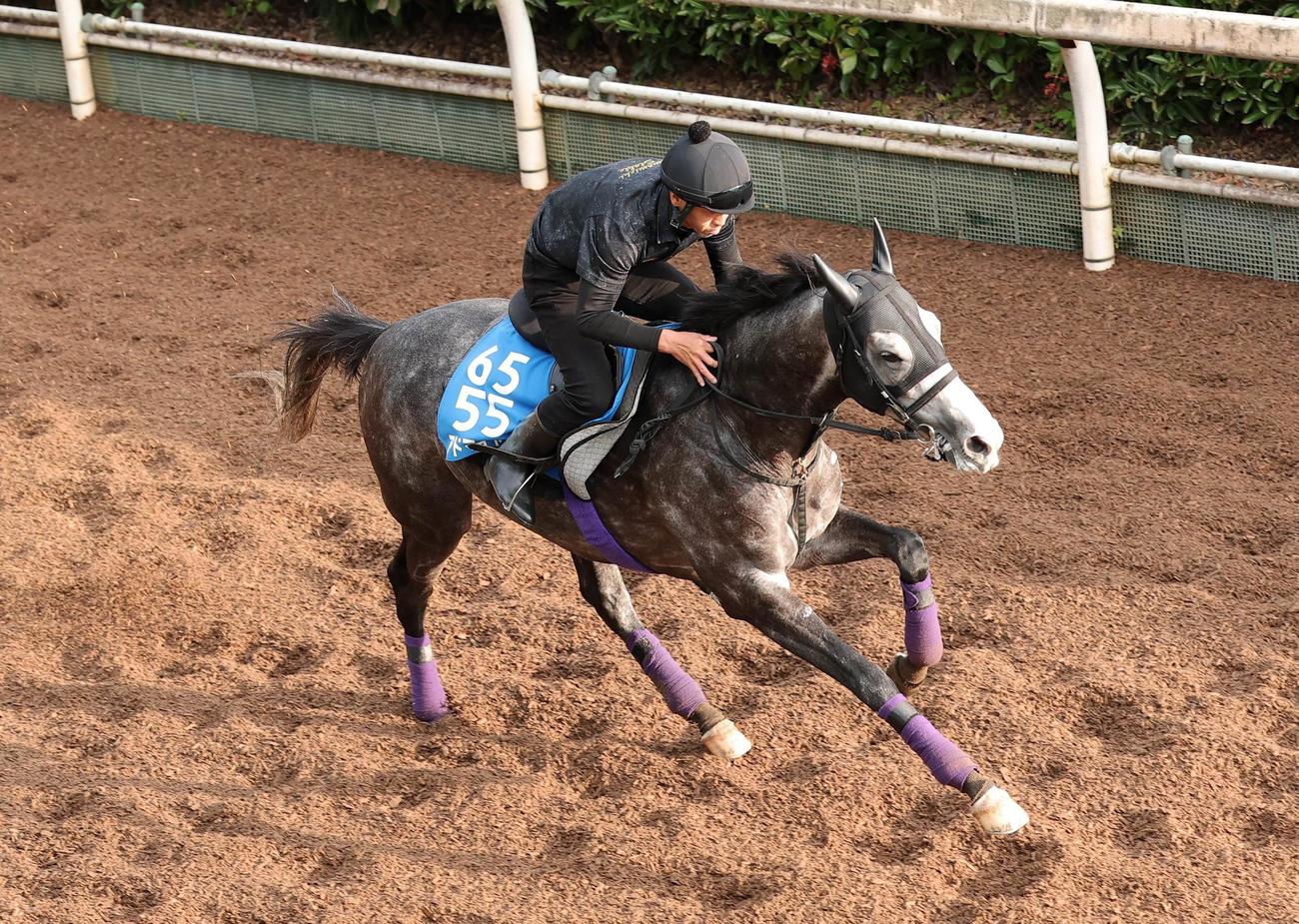目黒記念を制し重賞2連勝を目指すアドマイヤテラは坂路で単走で追い切る