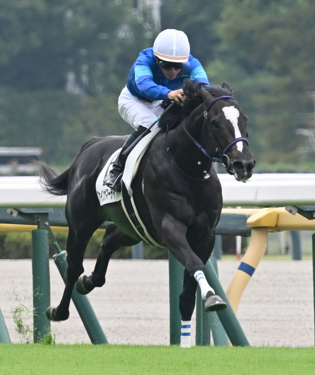 東京3R、2歳新馬戦を制したファインサマーデイと菅原明騎手（撮影・千葉一成）