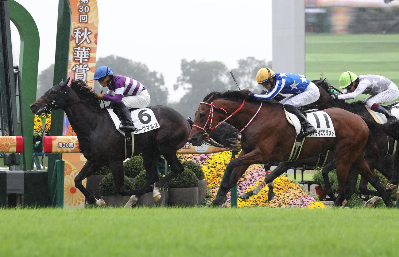 京都5R、逃げ切って新馬戦を制したダークマルス（左）（撮影・白石智彦）