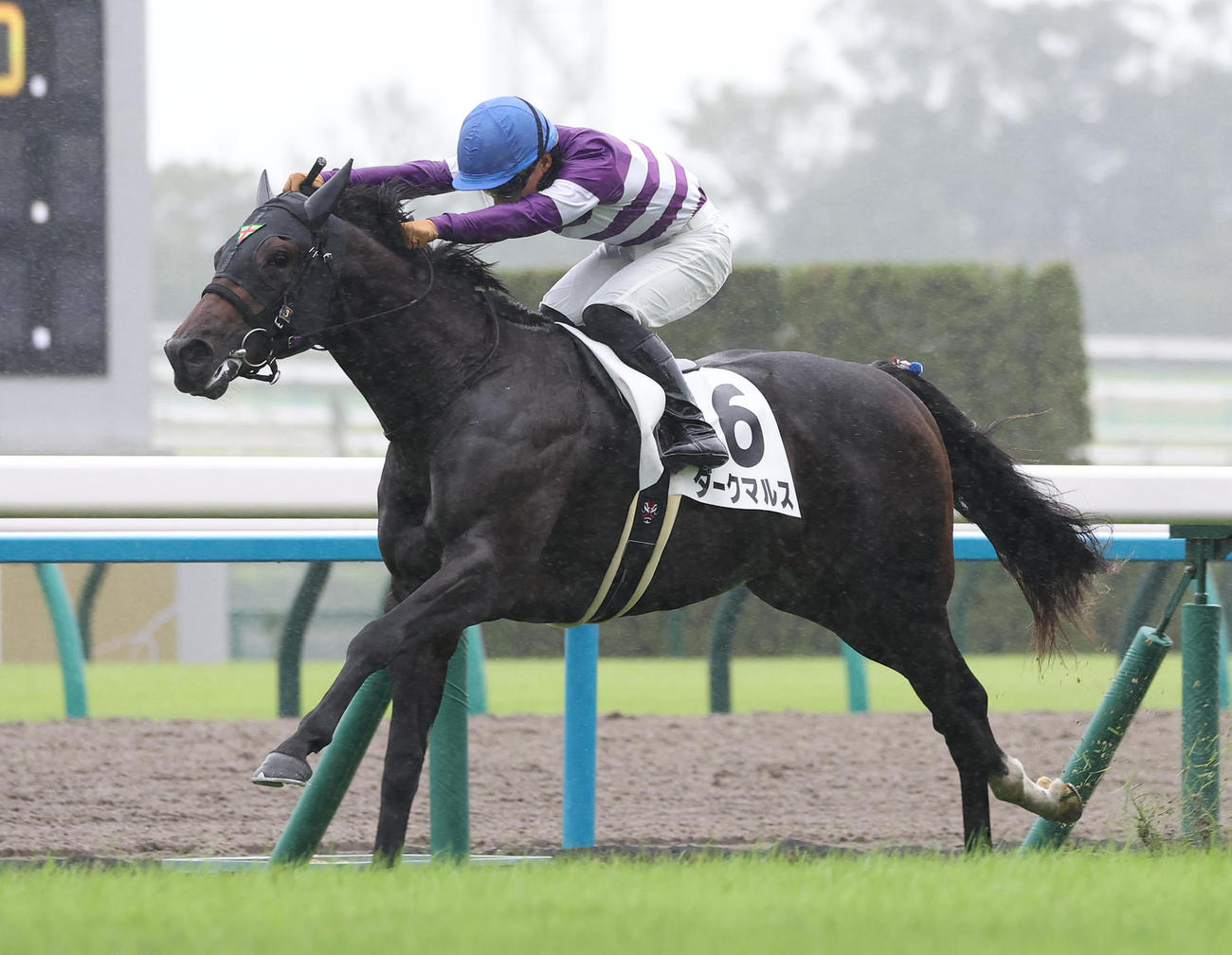 京都5R、逃げ切って新馬戦を制したダークマルス（撮影・白石智彦）