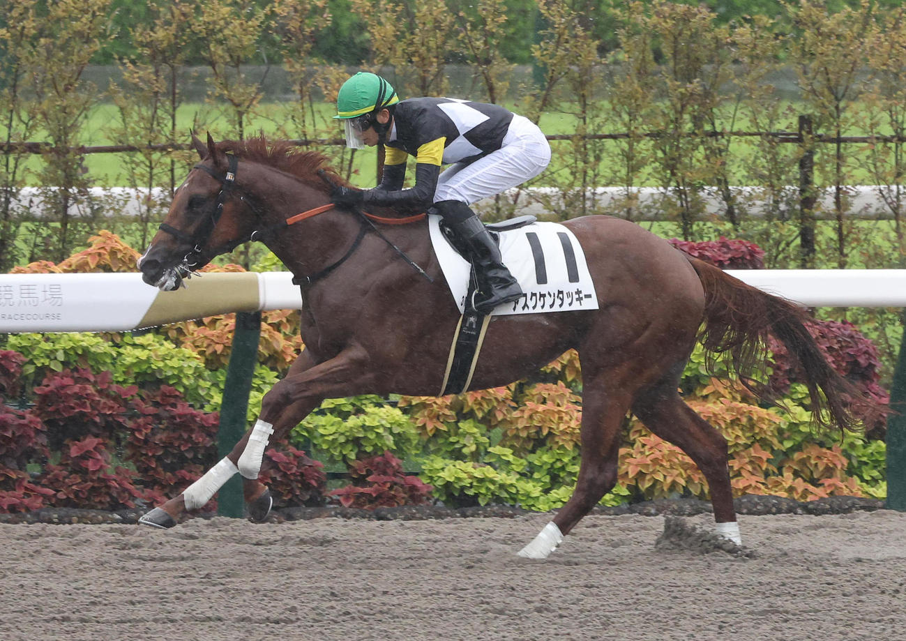 京都3R、逃げ切って新馬戦を制したアスクケンタッキー（撮影・白石智彦）