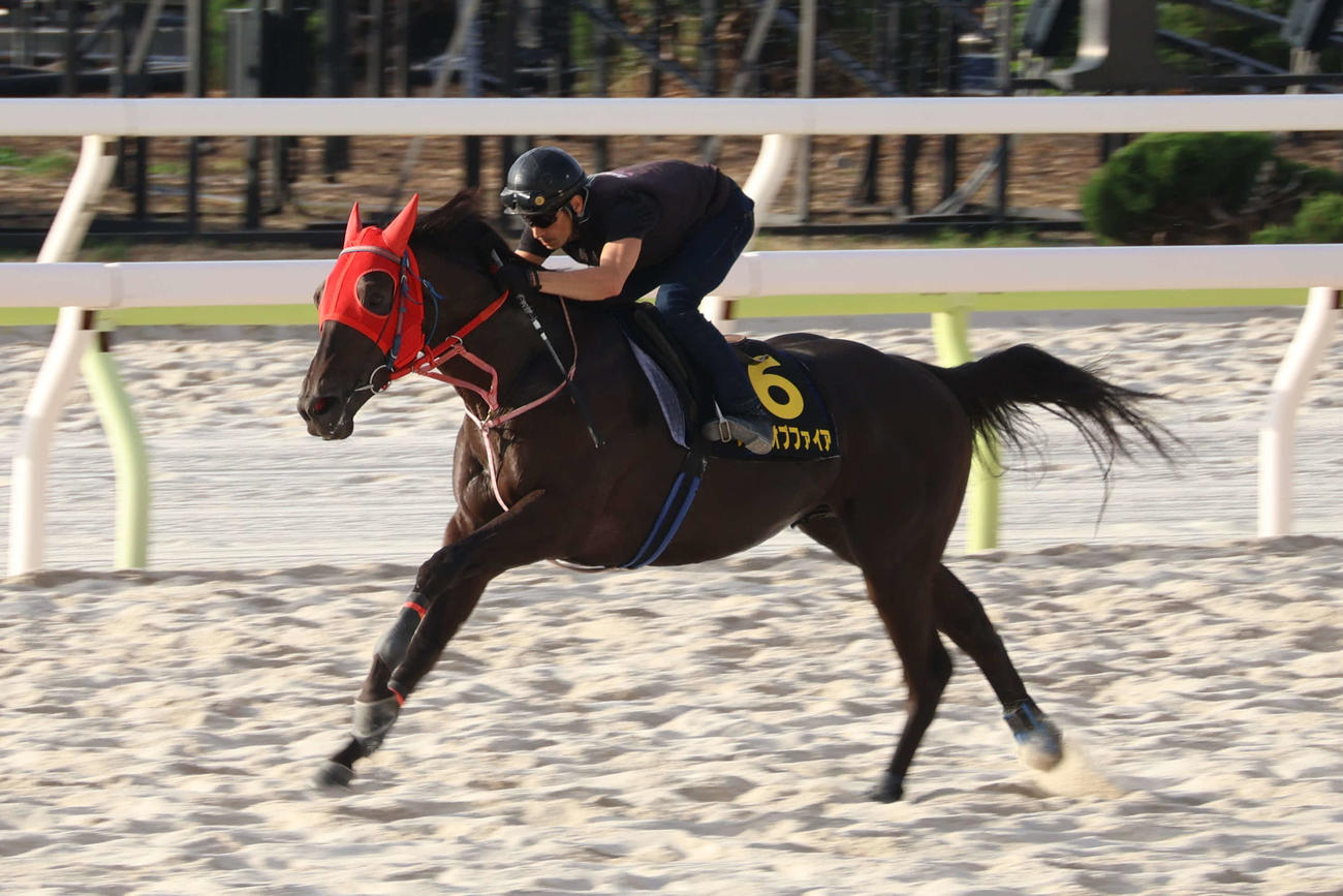 ジャパンダートクラシックに向けて最終追い切りを行うナイトオブファイア